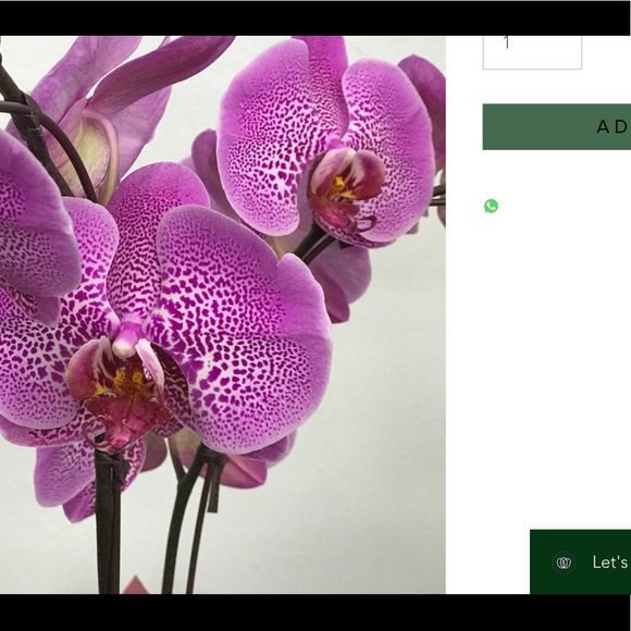 Meet your Posher, Jacqueline - Picture 1 of 1